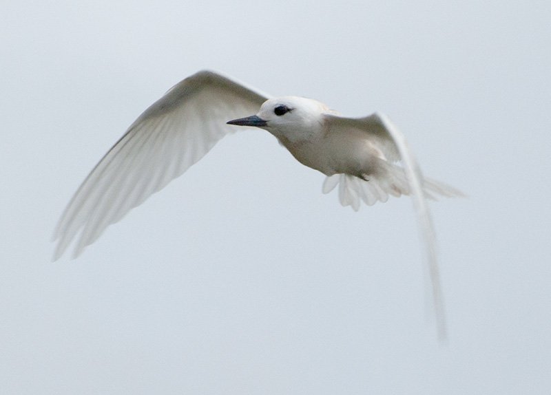 7060-White-Tern