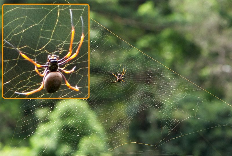 7084-Golden-Orb-Spider