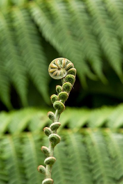 7085-Tree-Fern