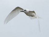 7060-White-Tern.jpg