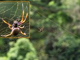 7084-Golden-Orb-Spider.jpg