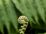 7085-Tree-Fern.jpg