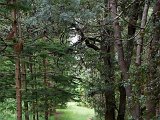 7124-Hundred-Acre-Wood.jpg